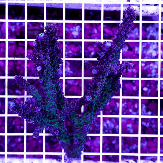 Ultra Neon West Australia Acropora Abrolhosensis Mother Colony UNWAAAMC072902 WYSIWYG