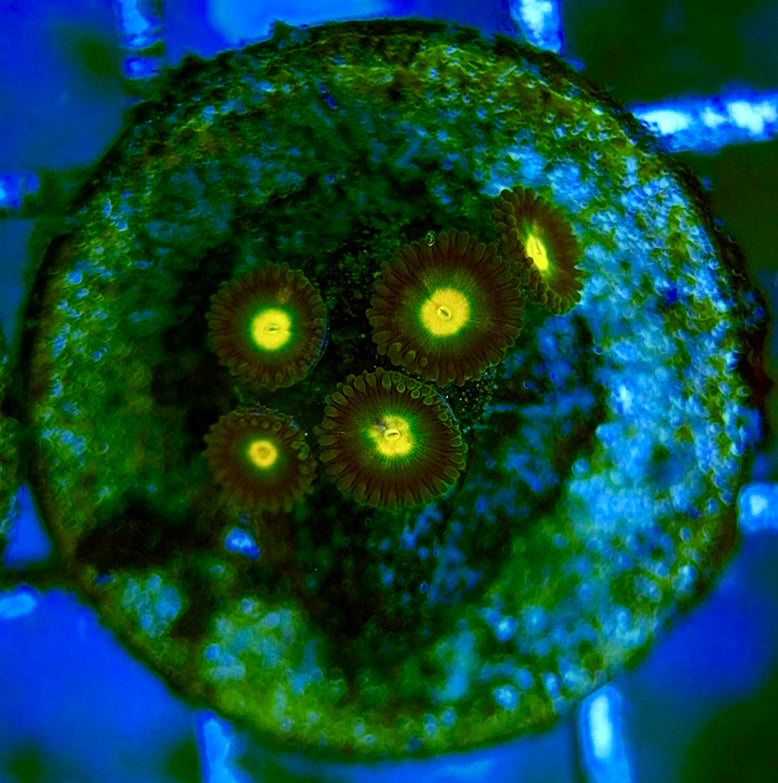 Zoas/Paly ZP0607011 WYSIWYG