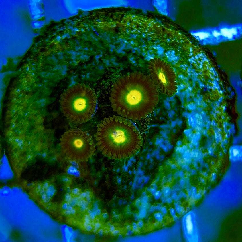 Zoas/Paly ZP0607011 WYSIWYG