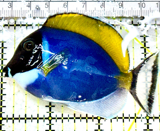 Powder Blue Tang (Maldives) PBT052302 WYSIWYG Size: S  3.25" approx