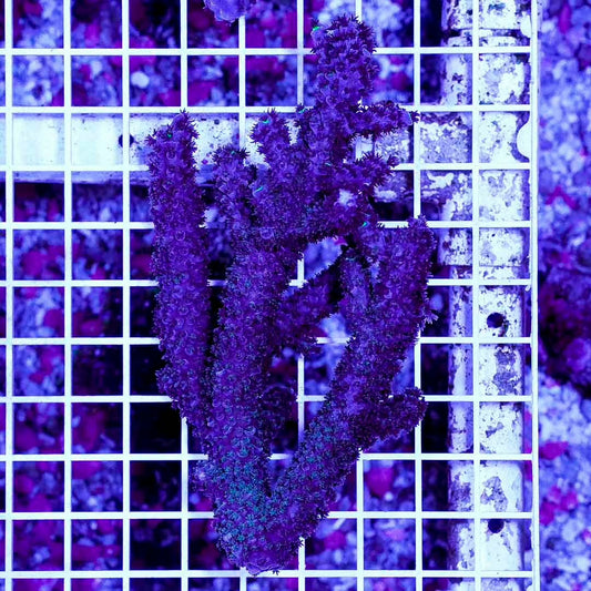 Neon West Australia Acropora Abrolhosensis Mother Colony NWAAAMC072902 WYSIWYG