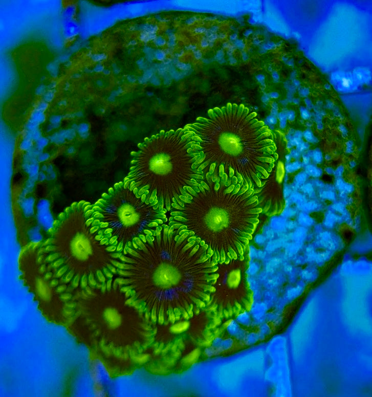 Zoas/Paly ZP0607012 WYSIWYG