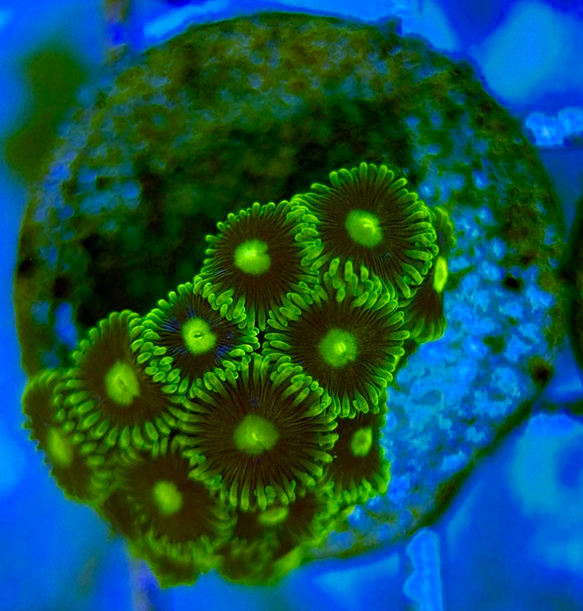 Zoas/Paly ZP0607012 WYSIWYG