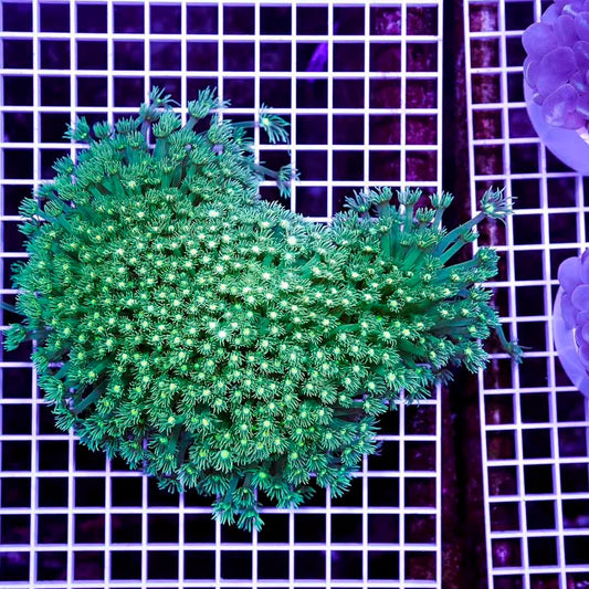 Ultra Neon Aussie Goniopora Mother Colony UNAGMC072901 WYSIWYG