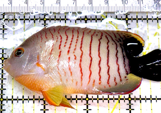 Eibli Angelfish EA052301 WYSIWYG Size : XXL 3.75" approx