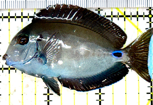 Lieutenant Tang Size LT052302 WYSIWYG: S 3"approx