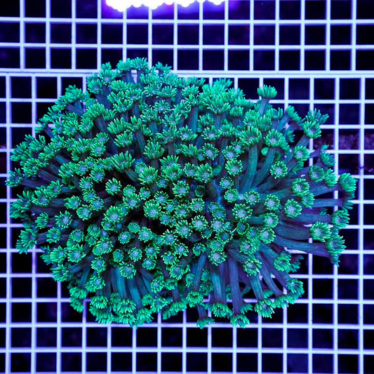 Ultra Neon Aussie Goniopora Mother Colony UNAGMC072902 WYSIWYG