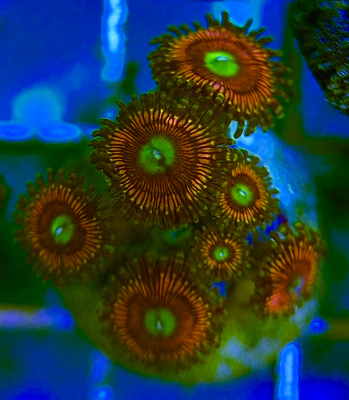 Zoas/Paly ZP060701 WYSIWYG