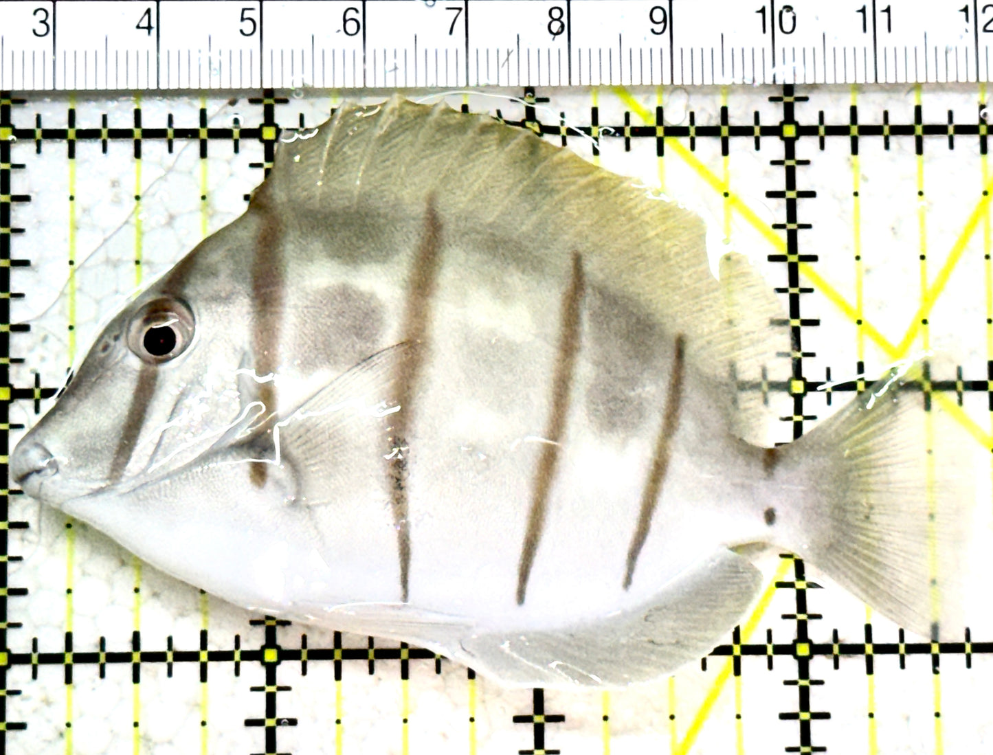 Convict Tang CT052301 WYSIWYG Size: XL 3.75"approx