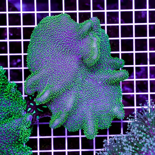 Ultra Aussie Crown Leather Mother Colony UACLMC072901 WYSIWYG