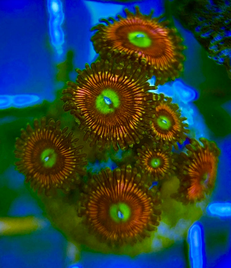 Zoas/Paly ZP060701 WYSIWYG