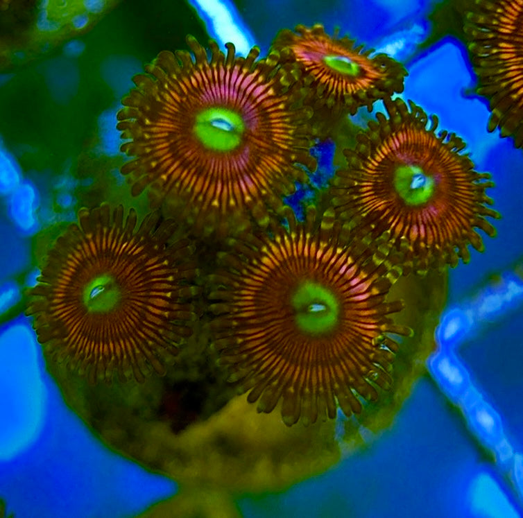 Zoas/Paly ZP060702 WYSIWYG