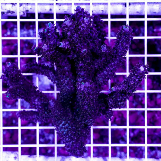 Neon West Australia Acropora Abrolhosensis Mother Colony NWAAAMC072904 WYSIWYG