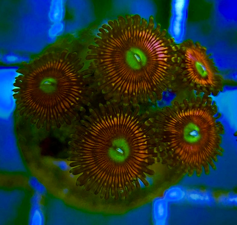 Zoas/Paly ZP060702 WYSIWYG