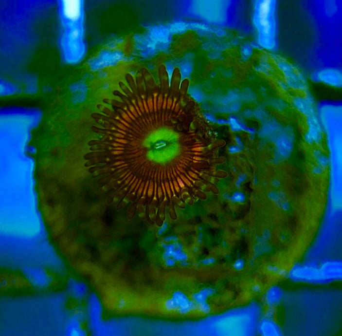 Zoas/Paly ZP060703 WYSIWYG