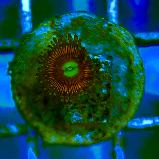 Zoas/Paly ZP060703 WYSIWYG