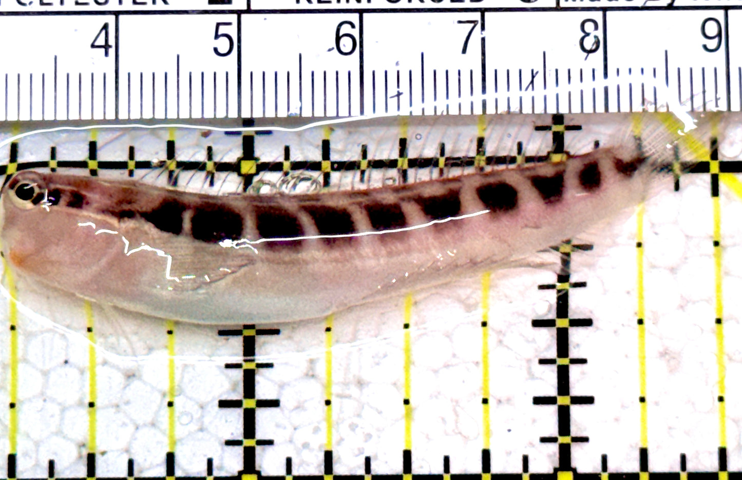 Linear Blenny LB052301 WYSIWYG Size: L  2.25” approx
