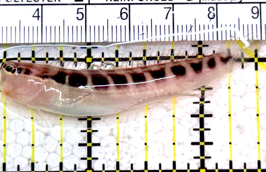 Linear Blenny LB052301 WYSIWYG Size: L  2.25” approx