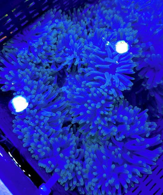 Green Ritteri Anemone GRA062702 WYSIWYG Size: XL approx