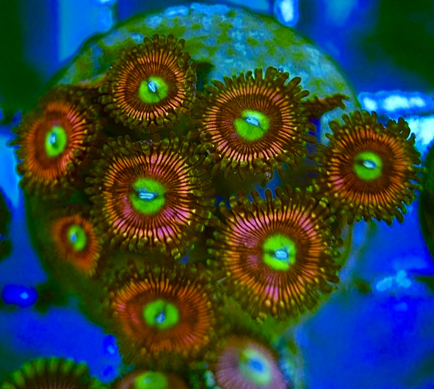 Indo Multicolor Zoa Size: M 0.75" to 1"