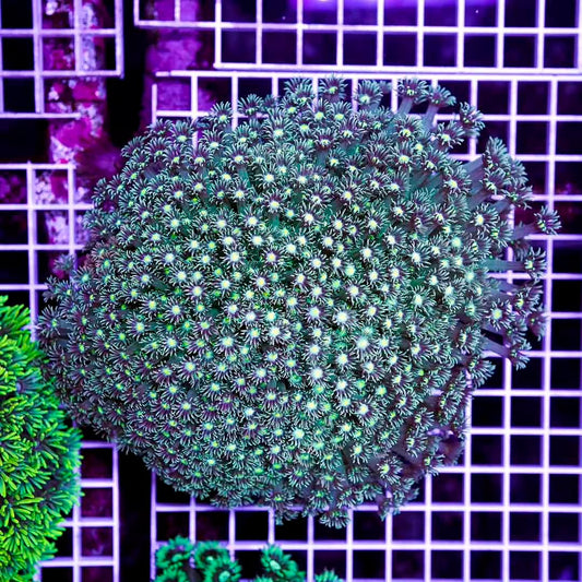 Ultra Neon Aussie Goniopora Mother Colony UNAGMC072904 WYSIWYG