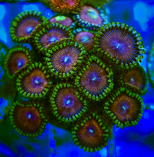 Zoas/Paly ZP060705 WYSIWYG