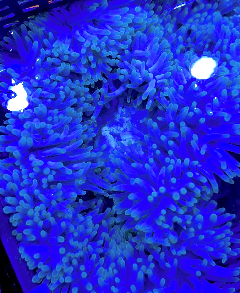 Green Ritteri Anemone GRA062702 WYSIWYG Size: XL approx