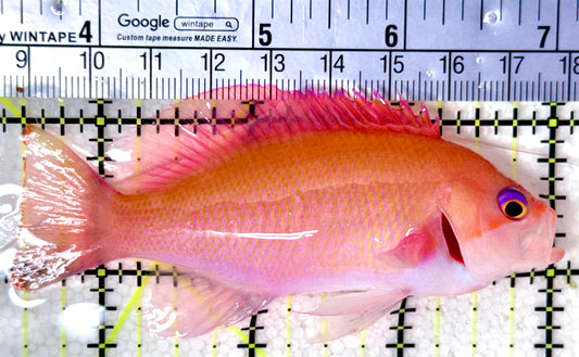 Luzon's Anthias LA041901 WYSIWYG Size: M 3.75"