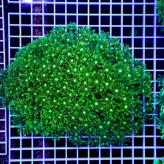 Ultra Neon Aussie Goniopora Mother Colony UNAGMC072905 WYSIWYG