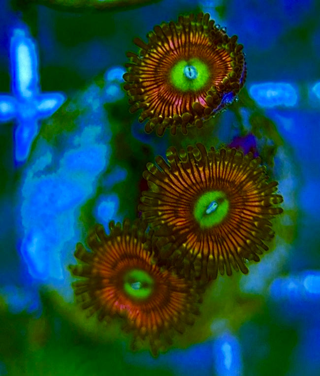 Zoas/Paly ZP060706 WYSIWYG