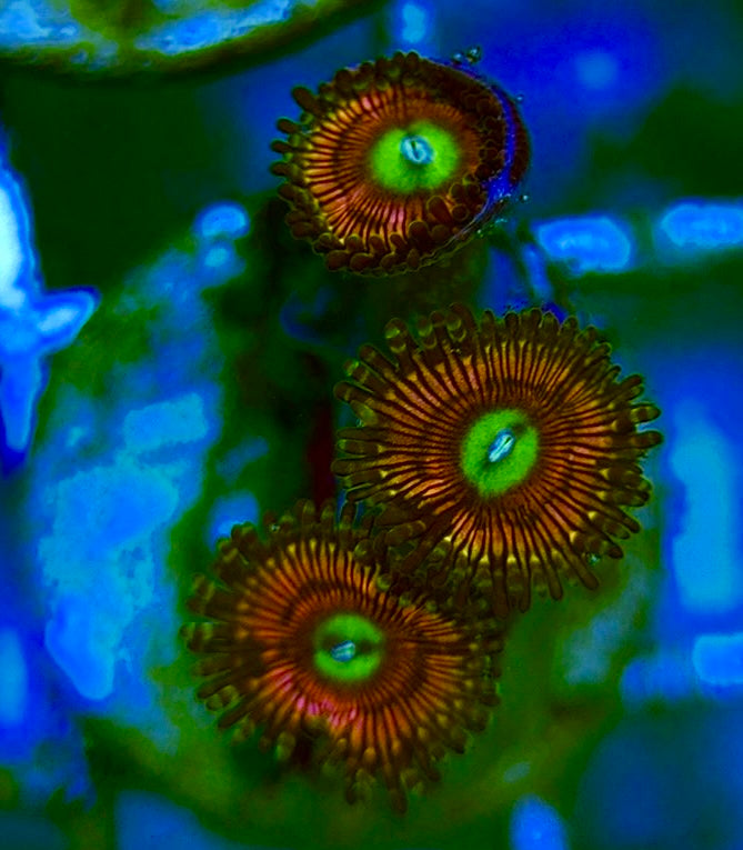 Zoas/Paly ZP060706 WYSIWYG