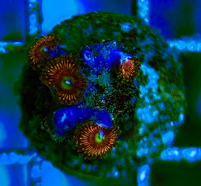 Zoas/Paly ZP060707 WYSIWYG