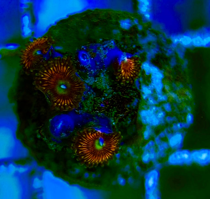 Zoas/Paly ZP060707 WYSIWYG