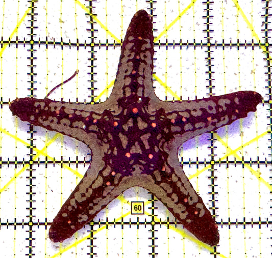 African Red Knob Starfish ARKS052402 WYSIWYG Size: S 4.5" approx