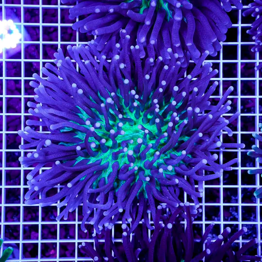 Ultra Aussie Heliofungia Mother Colony UAHMC072901 WYSIWYG