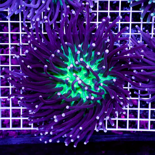 Ultra Aussie Heliofungia Mother Colony UAHMC072902 WYSIWYG
