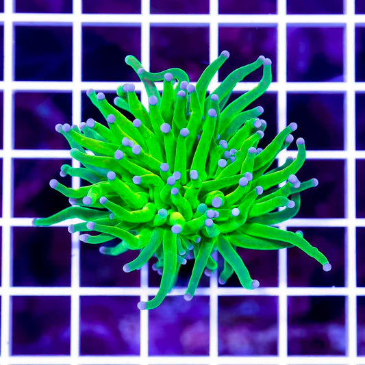 Ultra Toxic Torch 1H Mother Colony UTTMC072901 WYSIWYG