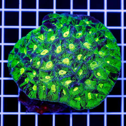 Toxic Aussie Goniastrea Mother Colony TAGMC072901 WYSIWYG