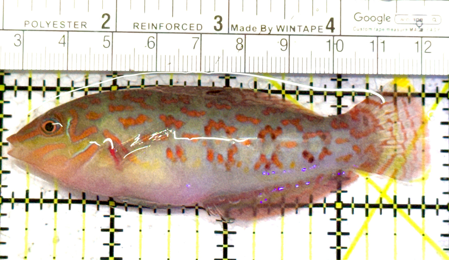 Timor Wrasse TW052401 WYSIWYG Size: XXL Above 3.75" approx