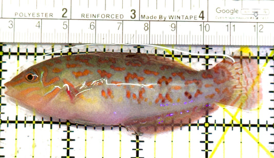 Timor Wrasse TW052401 WYSIWYG Size: XXL Above 3.75" approx