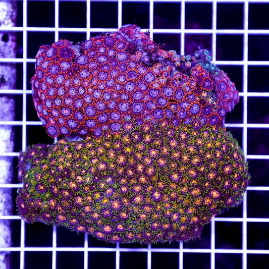 Ultra Zoanthids Mother Colony UZMC072901 WYSIWYG