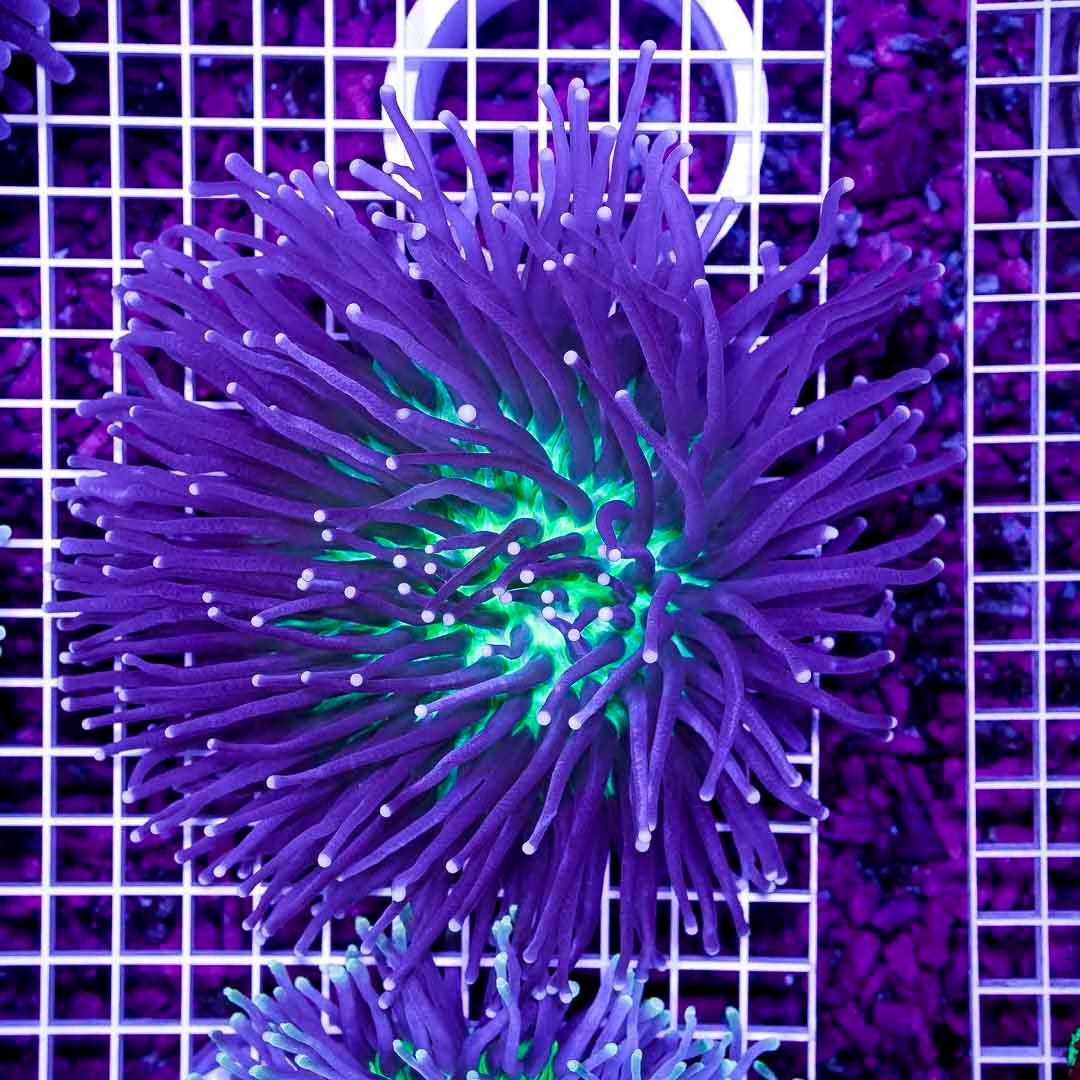 Ultra Aussie Heliofungia Mother Colony UAHMC072903 WYSIWYG