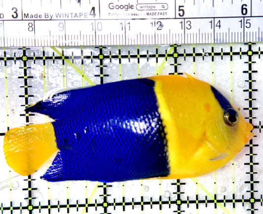 Bicolor Angelfish BA041901 WSYIWYG Size: XXL 3.25"
