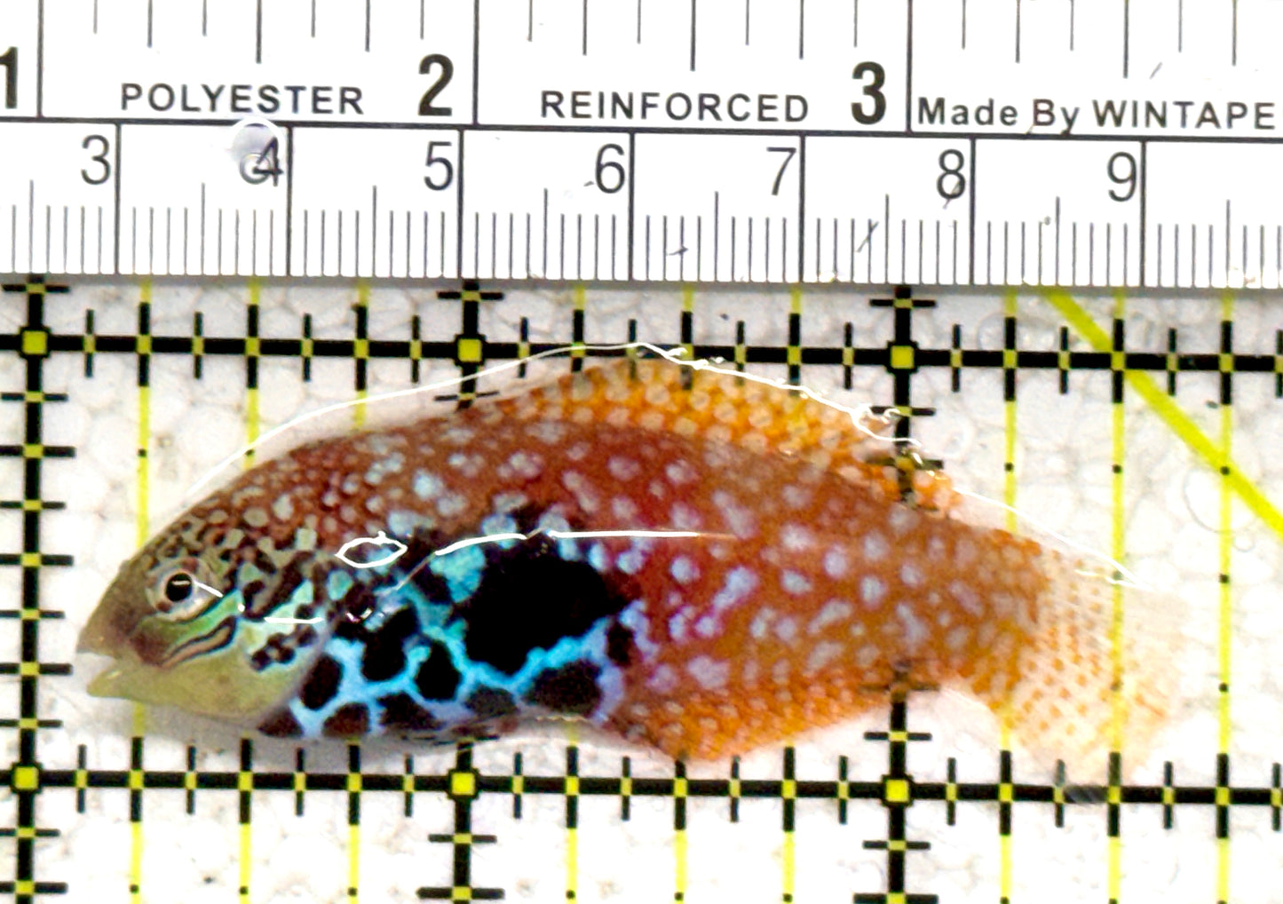 BlueStar Divided Leopard Wrasse Female BDLWF052401 WYSIWYG Size: XL 2.75" approx