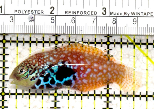BlueStar Divided Leopard Wrasse Female BDLWF052401 WYSIWYG Size: XL 2.75" approx