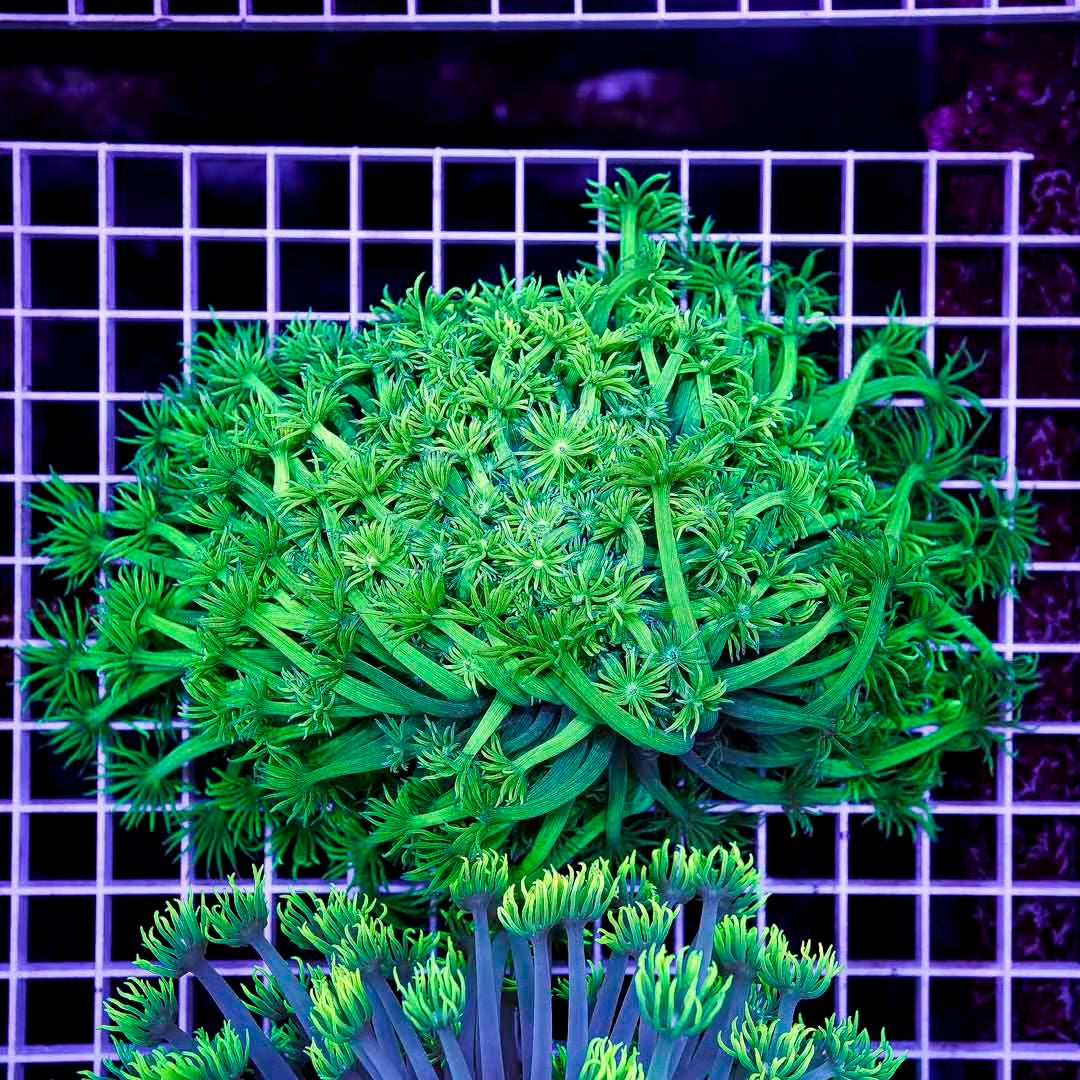 Toxic Neon Aussie Goniopora Mother Colony TNAGMC072902 WYSIWYG