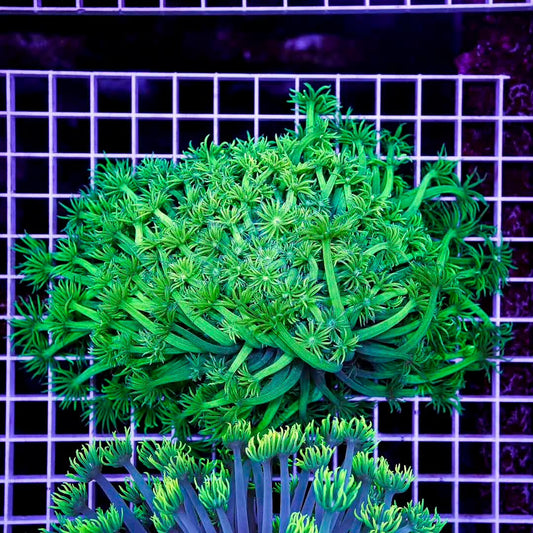 Toxic Neon Aussie Goniopora Mother Colony TNAGMC072902 WYSIWYG