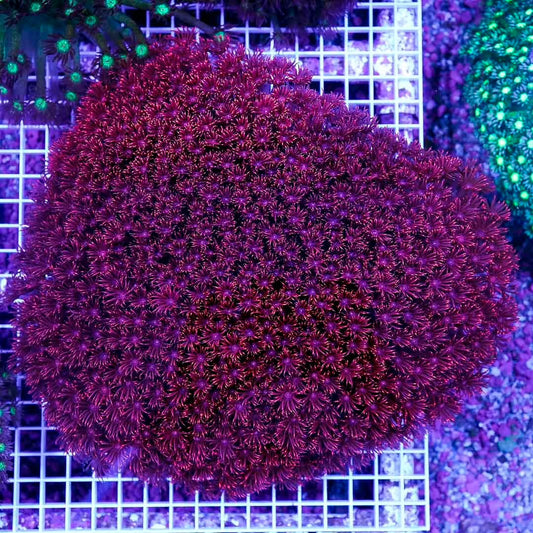 Ultra Aussie Red Goniopora Jumbo Mother Colony UARGJMC072901 WYSIWYG