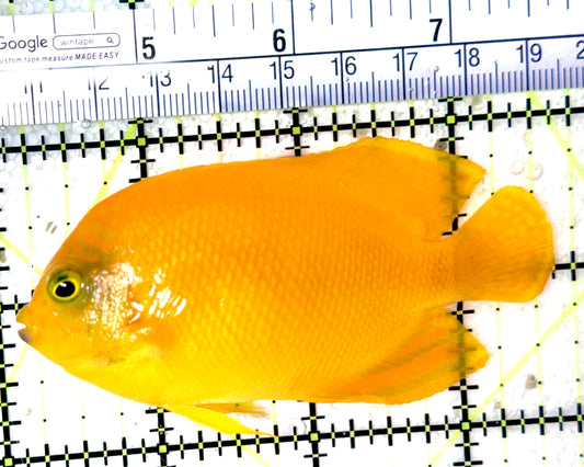 Yellow Herald's Angelfish YHA041901 WYSIWYG Size: L 3.5"