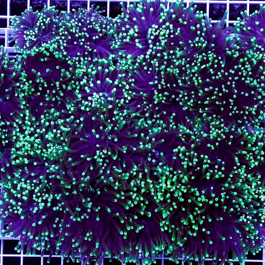 West Australia Neon Tip Torch Mother Colony WANTTMC072901 WYSIWYG